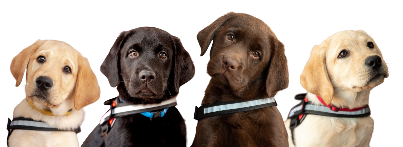 puppy banner right puppy banner right