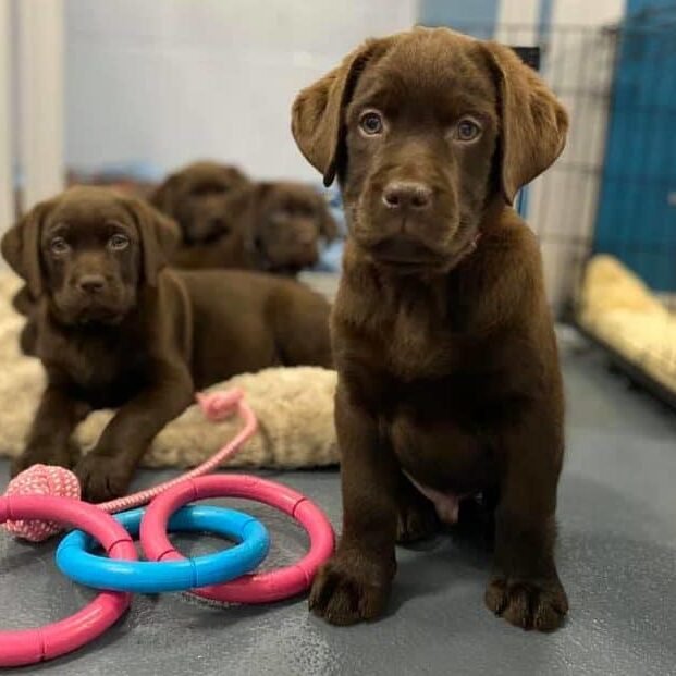 Chocolate Babies