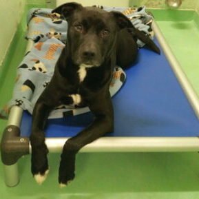 DonateAKurandaDogBed3