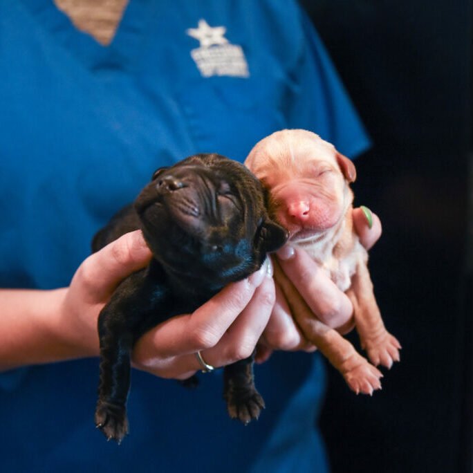 Mama Kit - One Day Old Puppies 7.26.23-535