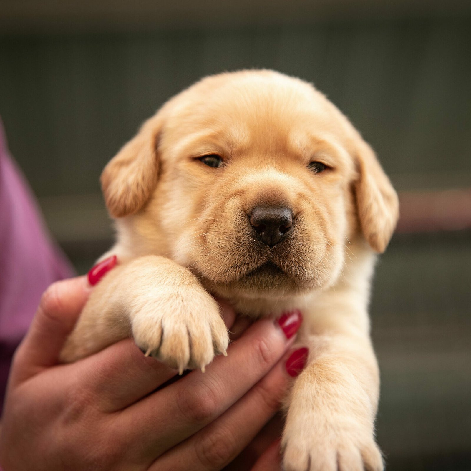 Mama_Jellico-Puppy_Indie_74 Mama_Jellico-Puppy_Indie_74