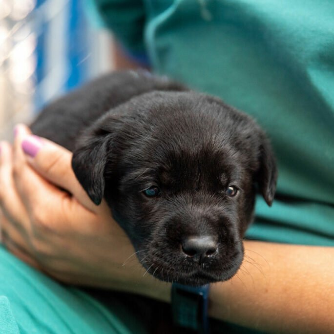 Mama_Sky-Puppy_Blue-551