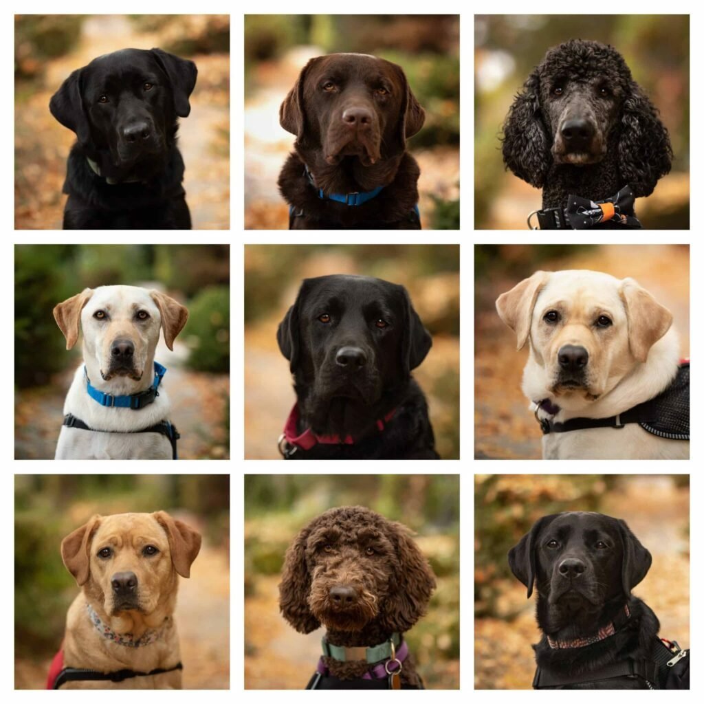 Oct. 2020 Placement Pups