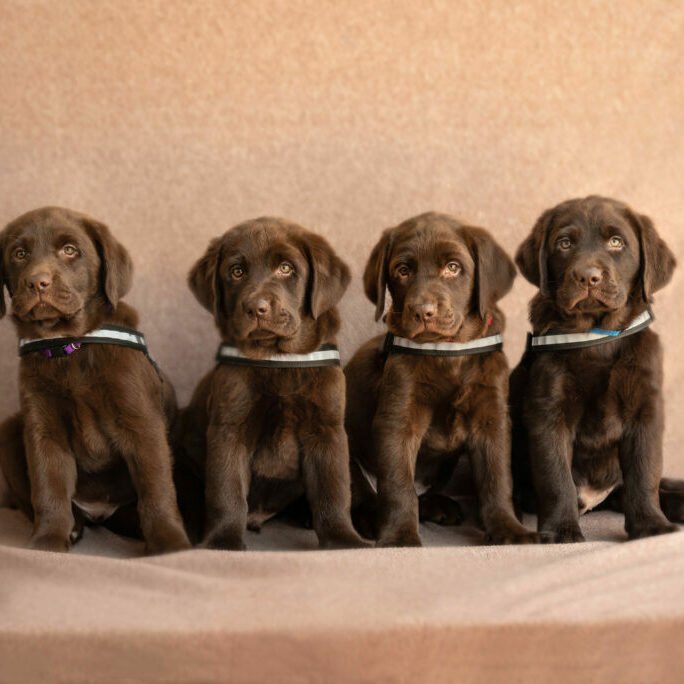 Winter 4 puppies together-744