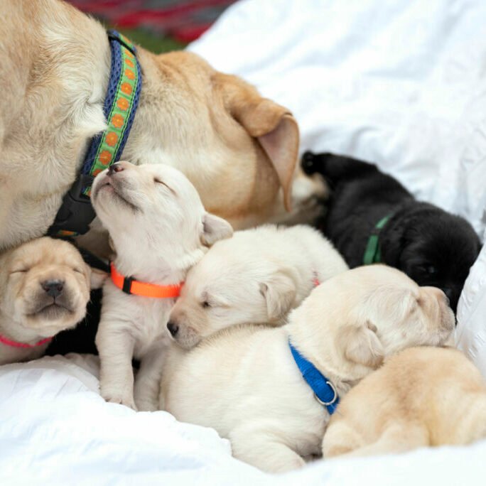 colorado_puppies-346_Simba_caring_for_puppies