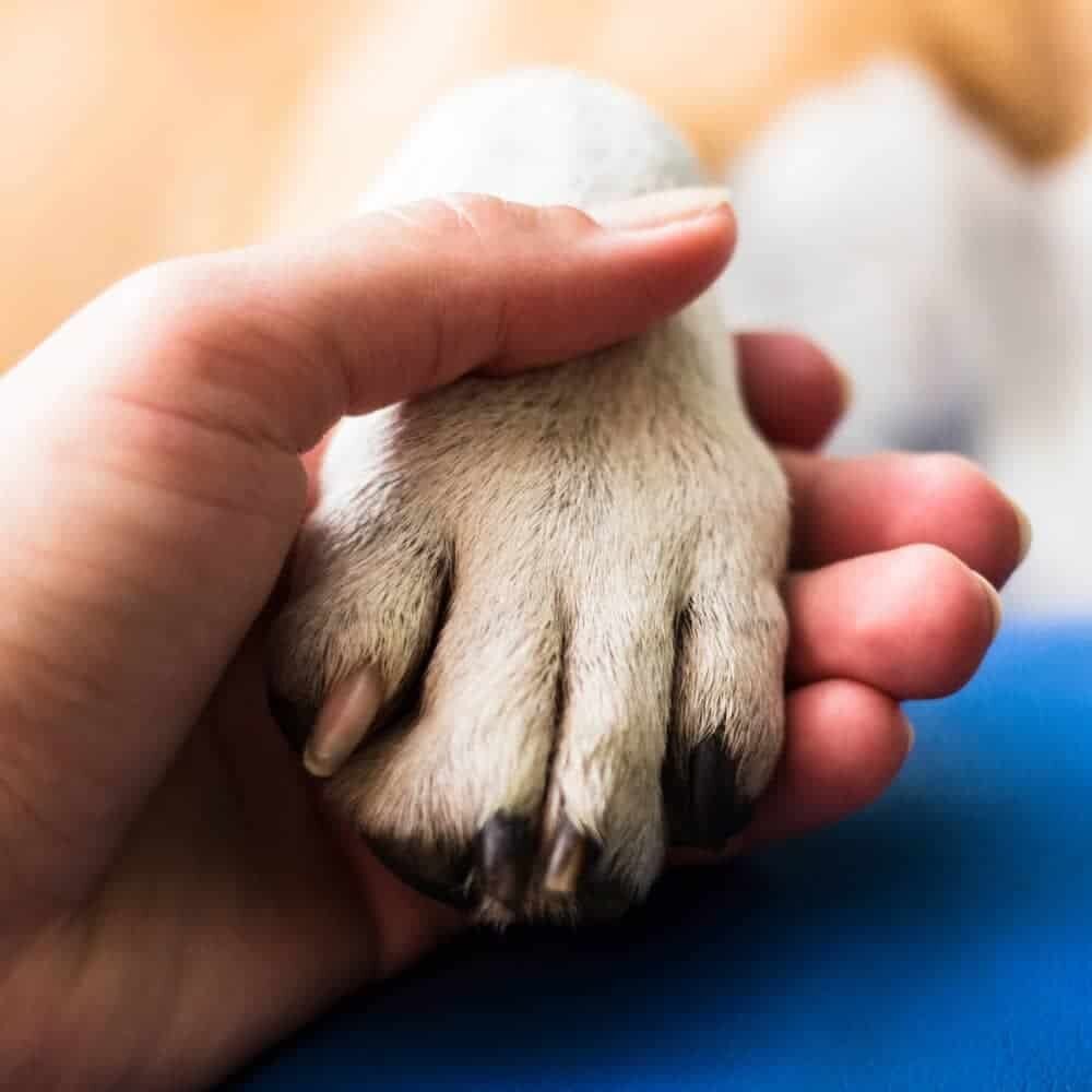paw-in-hand-square